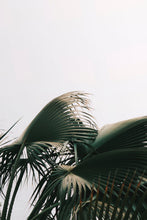 Load image into Gallery viewer, Poster Print - Adrienne Leonard Palms