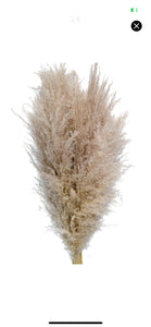 Pampas Grass