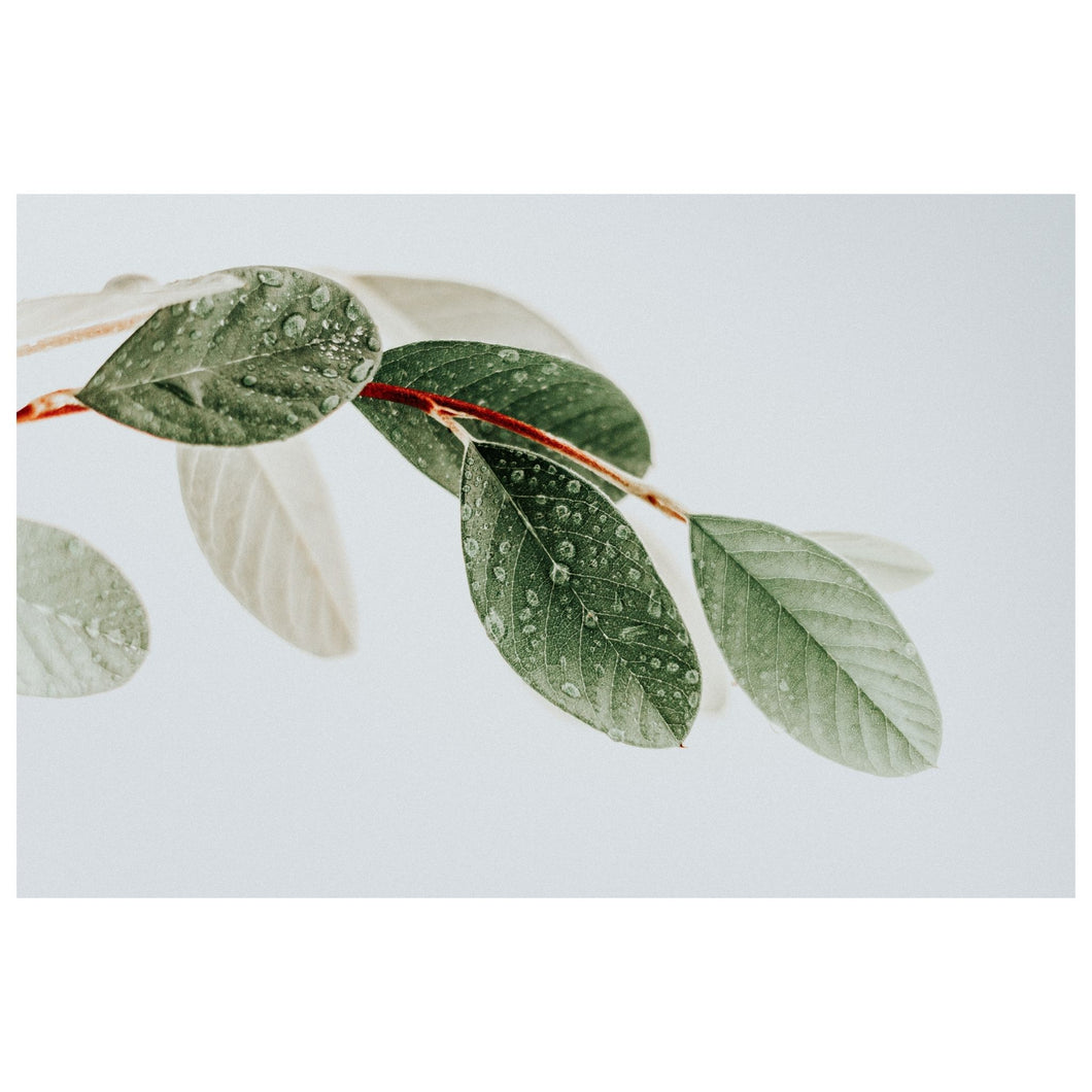 Poster Print - Okeykat Leaves 2