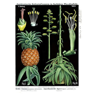 Poster Print - Pina