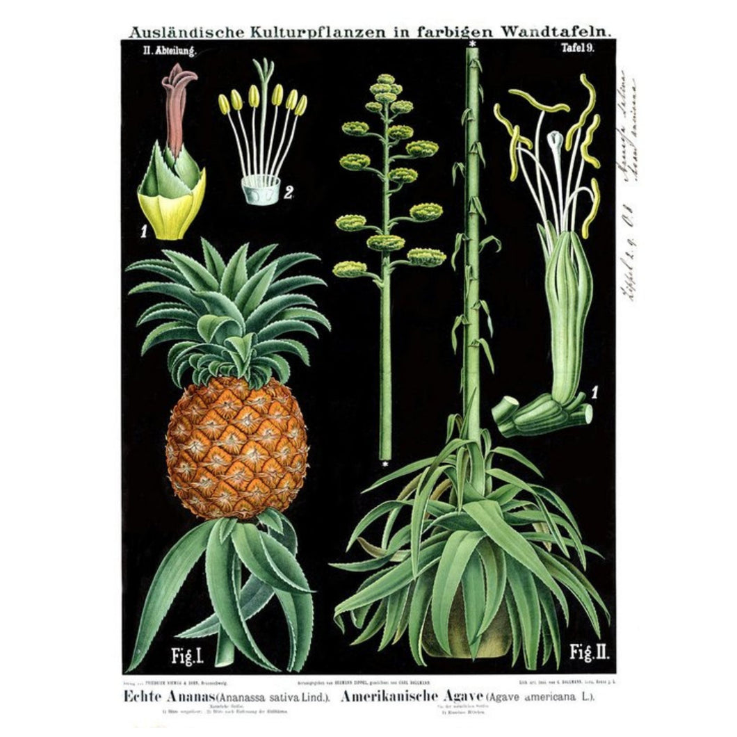 Poster Print - Pina
