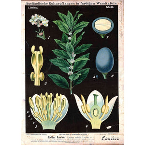 Poster Print - Fleur