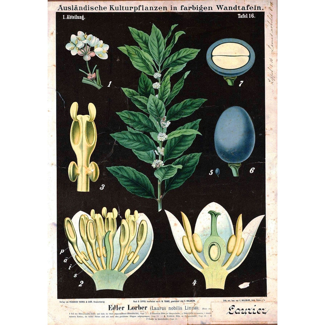 Poster Print - Fleur