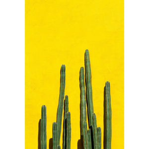 Poster Print - Rotekirsche Yellow Cactus