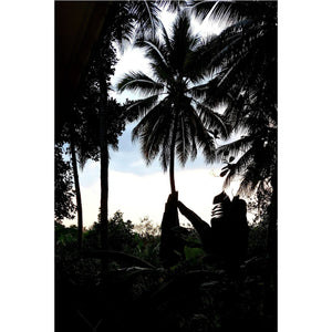 Poster Print - Vipin Raj Palms