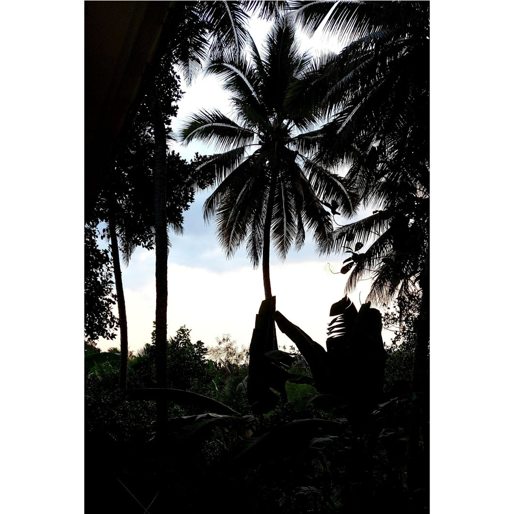 Poster Print - Vipin Raj Palms